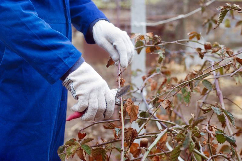 Azalea Pruning in Ventura County, CA