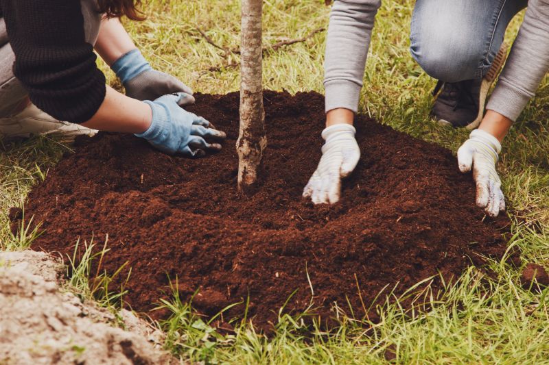 Palm Tree Planting in Ventura County, CA