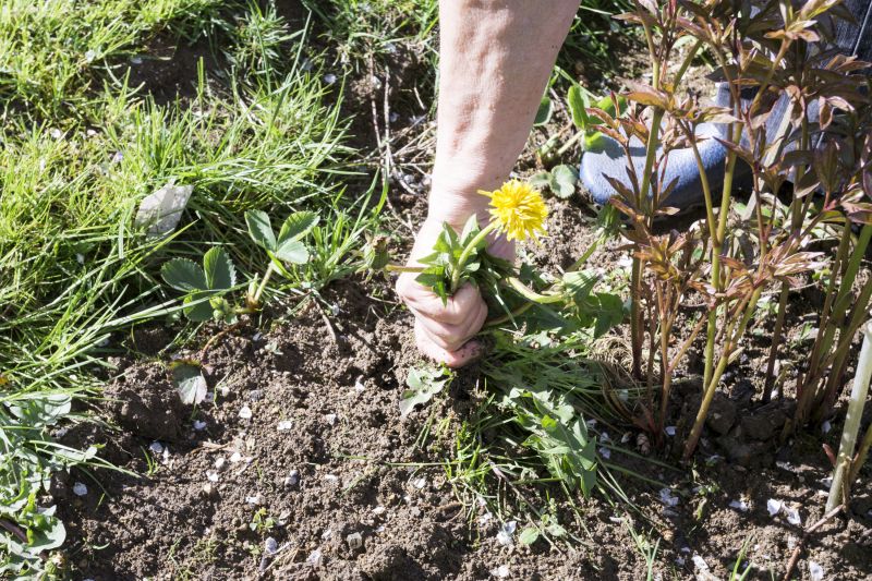 Weeding Service in Aiken, SC