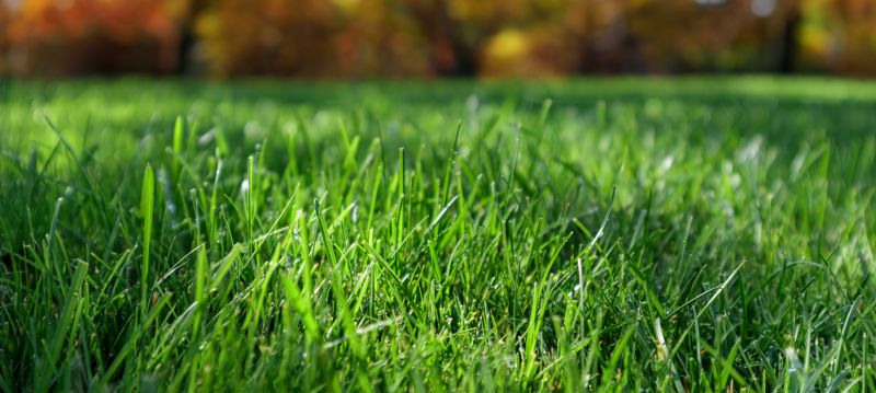 Why Fall And Spring Are The Best Times For Lawn Clean Up